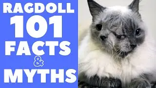 Ragdoll Cats 101 : Fun Facts & Myths
