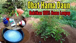 💯✅Obat Hama Daun Durian‼️Hama Di Jamin Lenyap