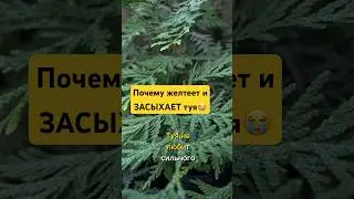 Главная ОШИБКА при посадке туи, которую допускают 95% садоводов