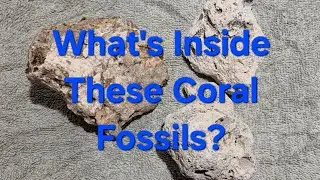 Cutting Fossilized Coral Specimens On A Tile Saw