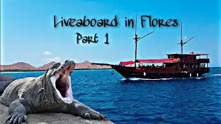 Liveaboard in Flores | Komodo Dragons | Pink Beach, Rinca Island, Komodo Nationak Park | Ep 12