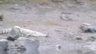 Crocodile in Vashishthi River in Maldoli, Chiplun