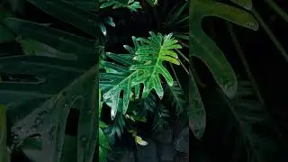 Philodendron Xanadu in my garden. #plants #aroids #naturelovers
