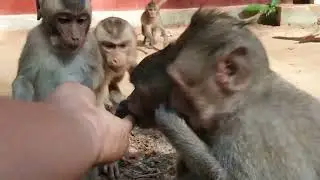 Wild monkeys in Amber troop WA629