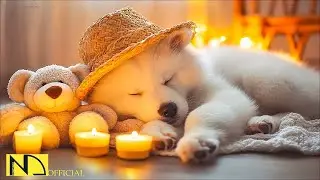 24 Hours of Soothing Dog Music for Relaxing Left Home Alone🐕&zwj;🦺Calming Music for Dogs to Sleep