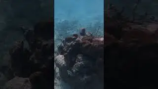 School of Sergeant Majors use this coral head for protection from predators