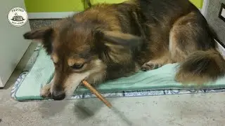 Dog ASMR &ndash; Soft Chewing & Licking Sounds | Pepino Tries Pork Chew Sticks (Calm, Cozy)