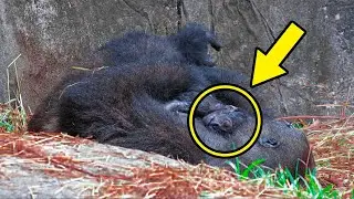 A critically endangered gorilla is about to be a mom, and she&rsquo;s using a doll for practice