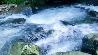 Peaceful Forest Oasis 24/7. Water Flow, Bird Calls. Calming White Noise for Sleep.