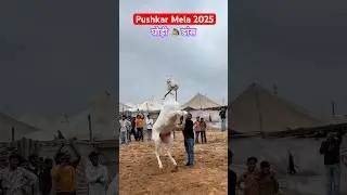 Pushkar Mela 2025 Live | Pushkar Mela Fair 2025 | pushkar Pashu Mela | Pushkar Mela vlog #shorts