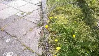 Der gro&szlig;e Wollschweber - Bombylius major