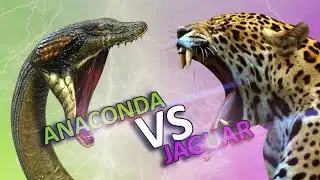 Most Amazing Reptiles and Snakes Attacks in the Wild!   Eagles vs Snake, Jaguar vs Anaconda