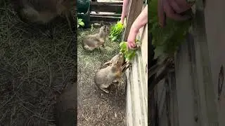 Singing to Cavvies