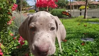 Angus in the garden