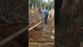Man Digging Ant Nest for Craft Decoration | Unique Handicraft Making