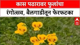 Kaas Plateau in Full Bloom | साताऱ्यातील Kaas पठारावर फुलांचा रंगोत्सव सुरू, 23 प्रकारची फुले
