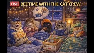 LIVE CAT CAM 🌙 Nighttime Wind-Down After the Snowstorm | Cozy Cat Shelter Cam