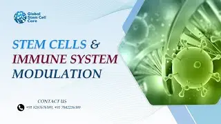Stem Cells and Immune System Modulation | Stem Cell Therapy's Role in Regulating Immunity |