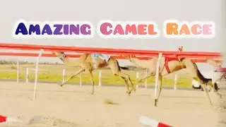 Amazing Camel Race in UAE#camelrace#camelracing#uaecamelraice#uae#beautifulcamel#camelriding#love#yt