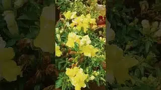 Snapdragon flower🥰❣️🥰❣️ #gardenflowers #beautiful #amazing#feelthemagic