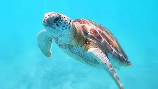 Snorkeling At The Barcelo Maya Palace