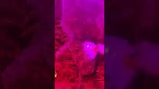 Best Aquarium Tank Setup Small Size Fish #shortvideo #viral #aquarium #shortvideo #sorts