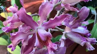 Sawgrass Nature Center orchid and plant festival and sale