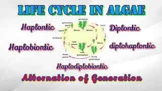 Life cycle of algae || Alternation of generation || Life cycle of Ulva
