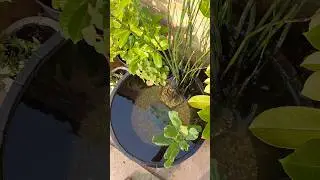 Little Patio Pond