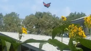 Wonders of the Wild - Butterflies