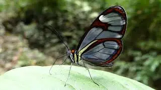 BORBOLETA ASA DE VIDRO ITHOMIA AGNOSIA ZIKANI fauna brasileira mata atl&acirc;ntica brazilian brazil