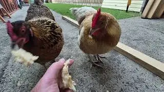Боккен и крумб 🐔 Цельнозерновой хлеб 🍞 Закуска