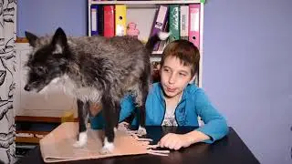 Фросин блог3