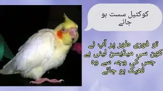 cocktail parrot sust ho jea Urdu/Hindi