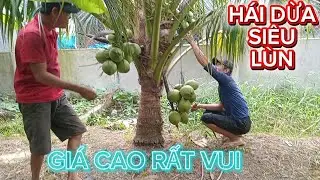 Hái dừa siêu siêu lùn .giá cao rất vui .ngày cuối của năm 2025 #quocduavlog 