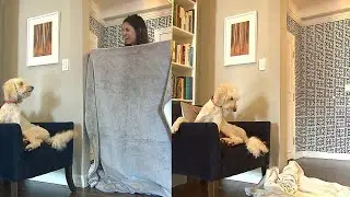 People Are Tricking Their Dogs in the &lsquo;What the Fluff&rsquo; Challenge