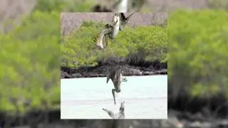 Wild Galapagos Islands