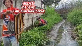 Spot rawa G B L A../ ternyata lubang lama di huni belut lagi