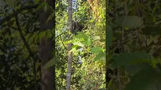 Malaysia - Borneo - Proboscis monkey with a child - 20250713/Самка носача с ребенком
