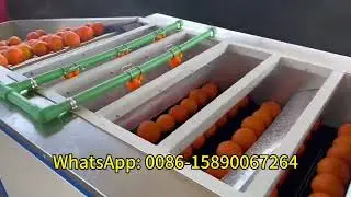 Citrus orange cleaning and grading machine #citrus #orangemachine #grading #cleaning