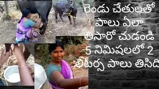 రేండుచేతులతో పాలు ఏలా తిసారో, గేదేలు వున్నవాల్లు, తప్పక చూడండి విడియో పుర్తిగా తేలుసుకుంటారు