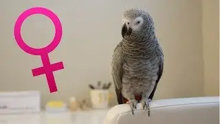 Why I Think My African Grey is Female