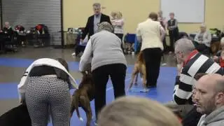 Scottish Boxer Club Championship Show 2017 - Dog CC