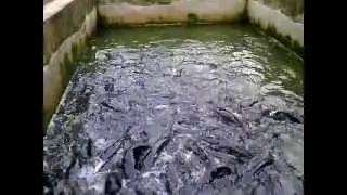 benson catfish farm @ ikot ekpene udo - Nsit Ubium LGA, Akwa - Ibom state