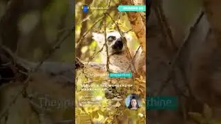 Five lemur facts for World Lemur Day! | Rewildology Podcast