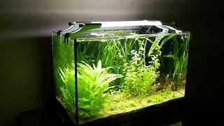 #3 akwarium 72l low-tech