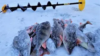 ОГРОМНЫЕ ОКУНЯ ЛЮБЯТ ЭТУ СНАСТЬ...