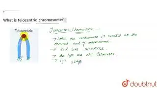 What telocentric chromosome?