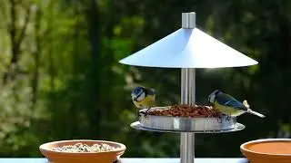 Birds Eating Nuts