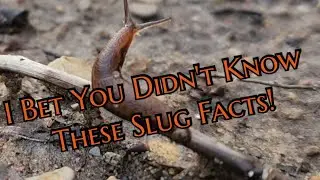 Fun Facts About The Dusky Slug